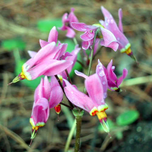 Dodecatheon media red